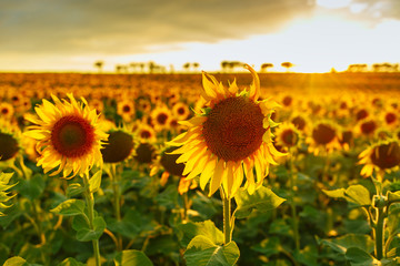 Field of blooming sunflowers on a background sunset.