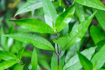 Eupatorium fortunei turcz. at garden