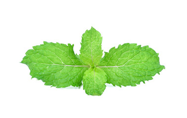 mint leaves isolated on white background