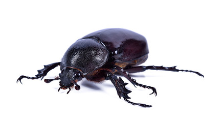 Beetles in nature ,Rhino beetle (Dynastinae) on white background
