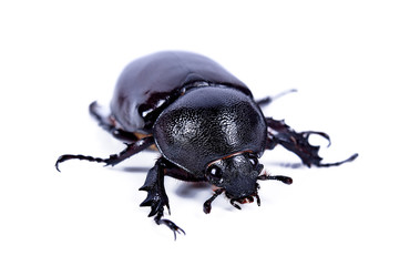 Beetles in nature ,Rhino beetle (Dynastinae) on white background