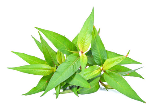 Vietnamese Coriander Isolate On White Background