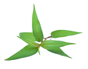 Vietnamese Coriander isolate on white background