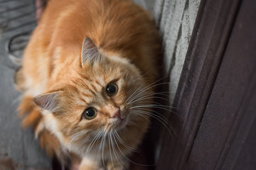 red cat sitting at the door