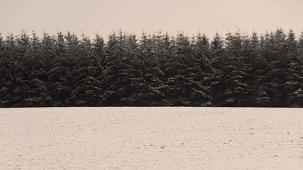 Black and White Vintage Style Image of Tall Bank of Snow Covered Pine Trees with Snowy Field in Foreground