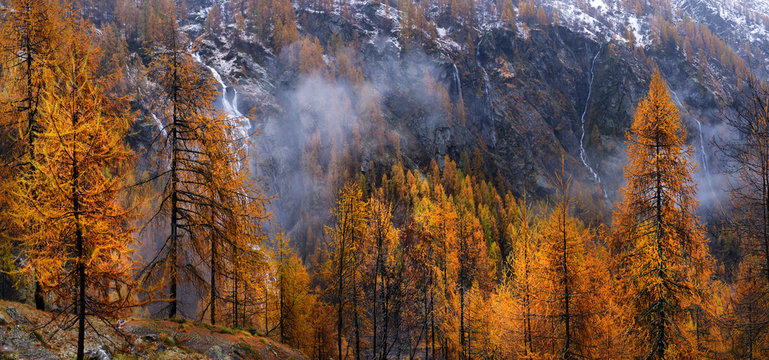 Fototapeta yellow larch in autumn in the Alps mountains