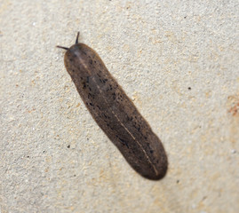 snail semperula siamensis crawl on the floor