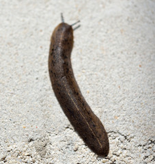 snail semperula siamensis crawl on the floor