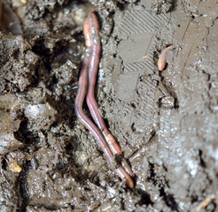 Earthworm in soil - closeup shot