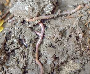 Obraz na płótnie Canvas Earthworm in soil - closeup shot