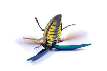 Jewel beetle (Buprestidae) on white background