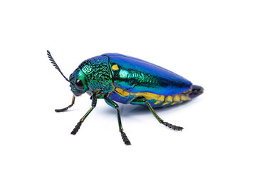 Jewel beetle (Buprestidae) on white background