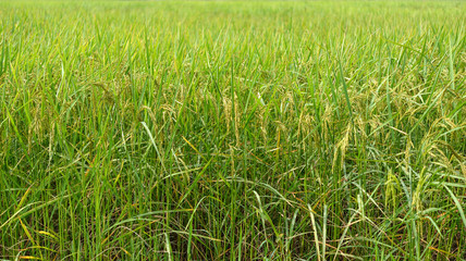 Close up of green paddy rice plant