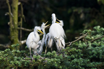 Great Egret, Common Egret, Large Egret, baby Egret,Great White Heron - Ardea alba