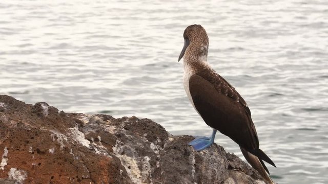 Blue-footed Booby - Iconic and famous galapagos animals and wildlife. Blue footed boobies are native to the Galapagos Islands, Ecuador, South America.