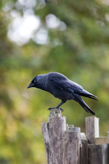 Jackdaw poised to takeoff