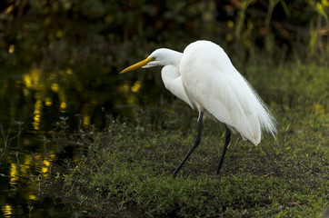 Grande Aigrette,. Ardea alba, Great Egret