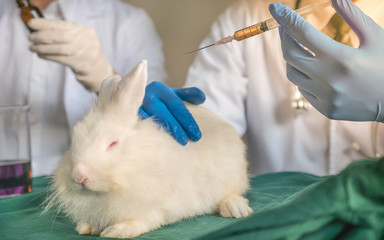 The closeup of a white rabbit in the laboratory with doctor in uniform with stethoscope and going to make injection with needle, in the concept of using animal for experiment