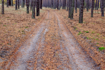The road in the pine forest in the autumn.