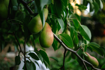 Beautiful ripe pear on the tree.