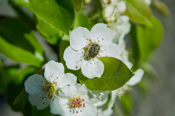 Flowers of apple-tree