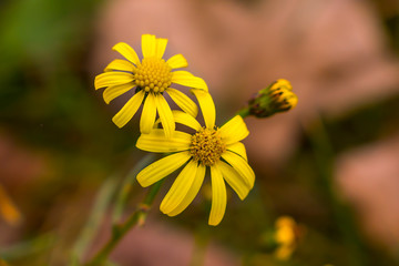 Gelbe Blüten im Herbst