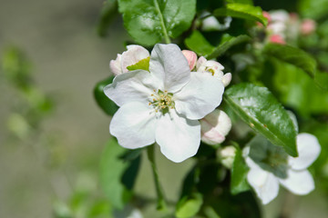 Obraz na płótnie Canvas Flowers of apple-tree