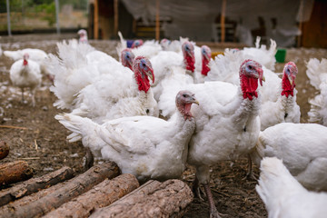 Breeding turkeys on a farm.