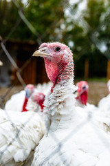 Turkeys from behind a metal fence on the farm