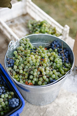Metal bucket with freshly picked grapes.