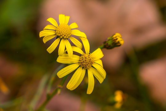 Gelbe Bl&uuml;ten im Herbst