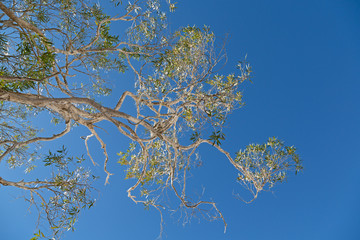  the tree and leaf in the clear sky