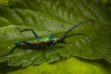 Blau Gr&uuml;ner K&auml;fer auf einem Blatt