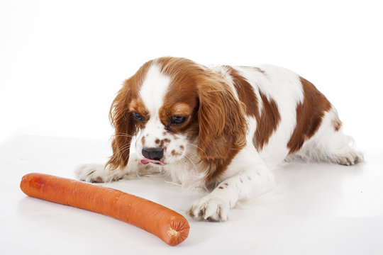 Dog with meat treat,sausage. Dog food with cavalier king charles spaniel. Trained pet photo. Animal dog training with food. Cute Spaniel photo for every concept. Hungry dog illustration on isolated
