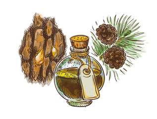 Pine tar in a bottle with branch and bark. Watercolor imitation with sketch. - obrazy, fototapety, plakaty