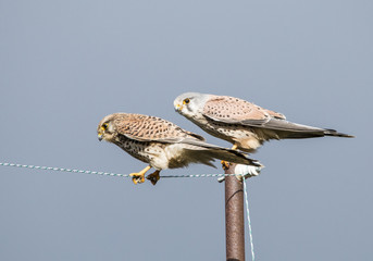 Kestrel