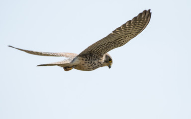 Kestrel