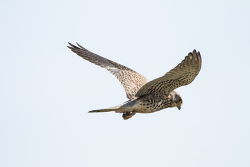 Kestrel