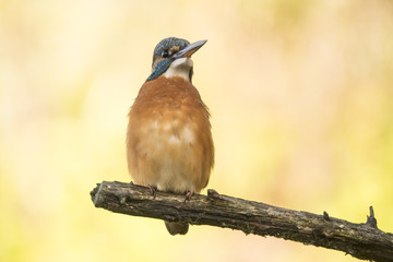 Kingfisher