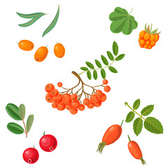 vector rowan berries