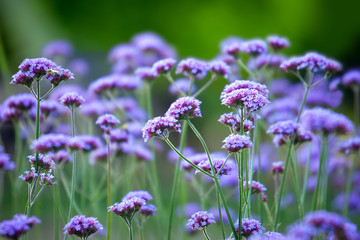 Verbena bonariensis - obrazy, fototapety, plakaty