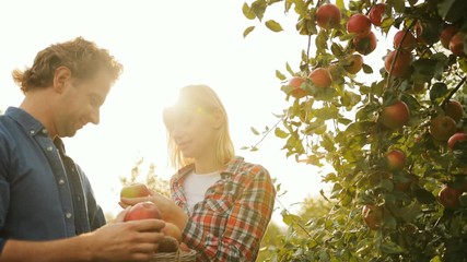 Attractive man and woman picking up apples in the garden. Man with a basket of apples choosing one and giving it to the woman. Woman biting an apple. Sunny day. Outside