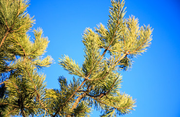 Young branches of pin tree in spring against blue sky background.