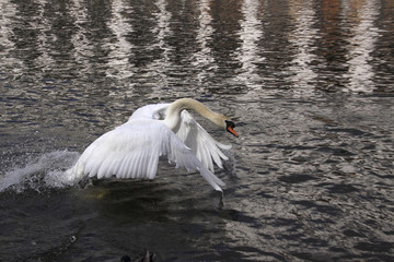 Höckerschwan, Cygnus olor greift Rivalen an