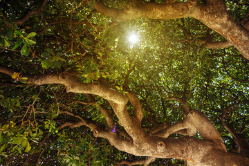 Sunlight and lens flare, tree leaves