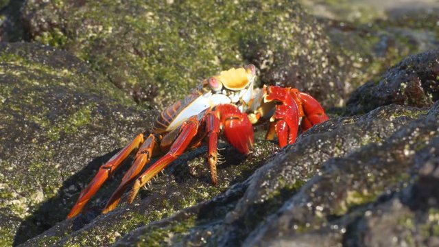 Sally Lightfoot Crab on Galapagos Islands eating on rock. AKA Graspus Graspus and Red Rock Grab. Wildlife and animals of the Galapagos Islands, Ecuador.