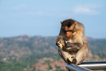 Naklejka premium Lone Macaque Monkey Inspects Naan Bread While Sitting on Guardrail Overlooking Hampi, India