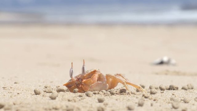 Galapagos animals and wildlife - ghost crab on Puerto Villamil beach on Isabela island. Ocypode gaudichaudii from Galapagos Islands peeking out of its sand burrow.