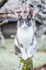 Obraz premium The gray and white cat on a concrete fence in winter 