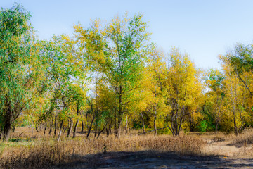 Fototapeta premium autumn fairy forest color